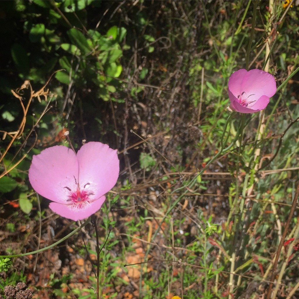 Mariposa Lily