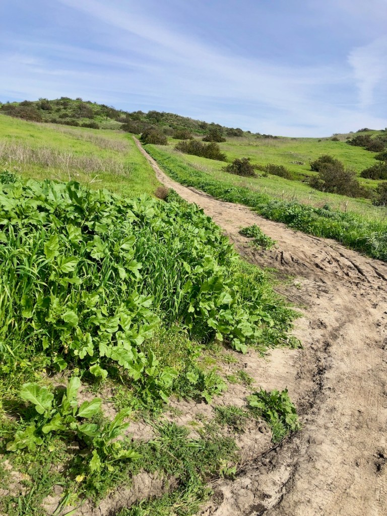 Ladera Ridge Trail, Ladera Ranch, CA