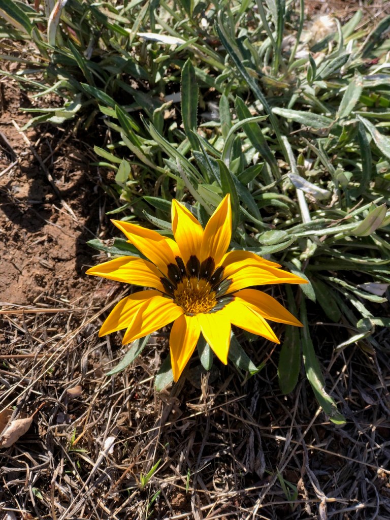 Gazania, Treasure Flower.
