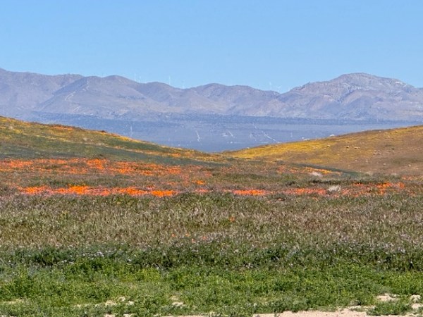 Hiking a Superbloom: Antelope Valley Poppy&nbsp;Reserve
