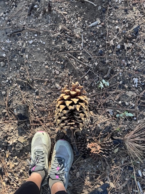 Large pinecones